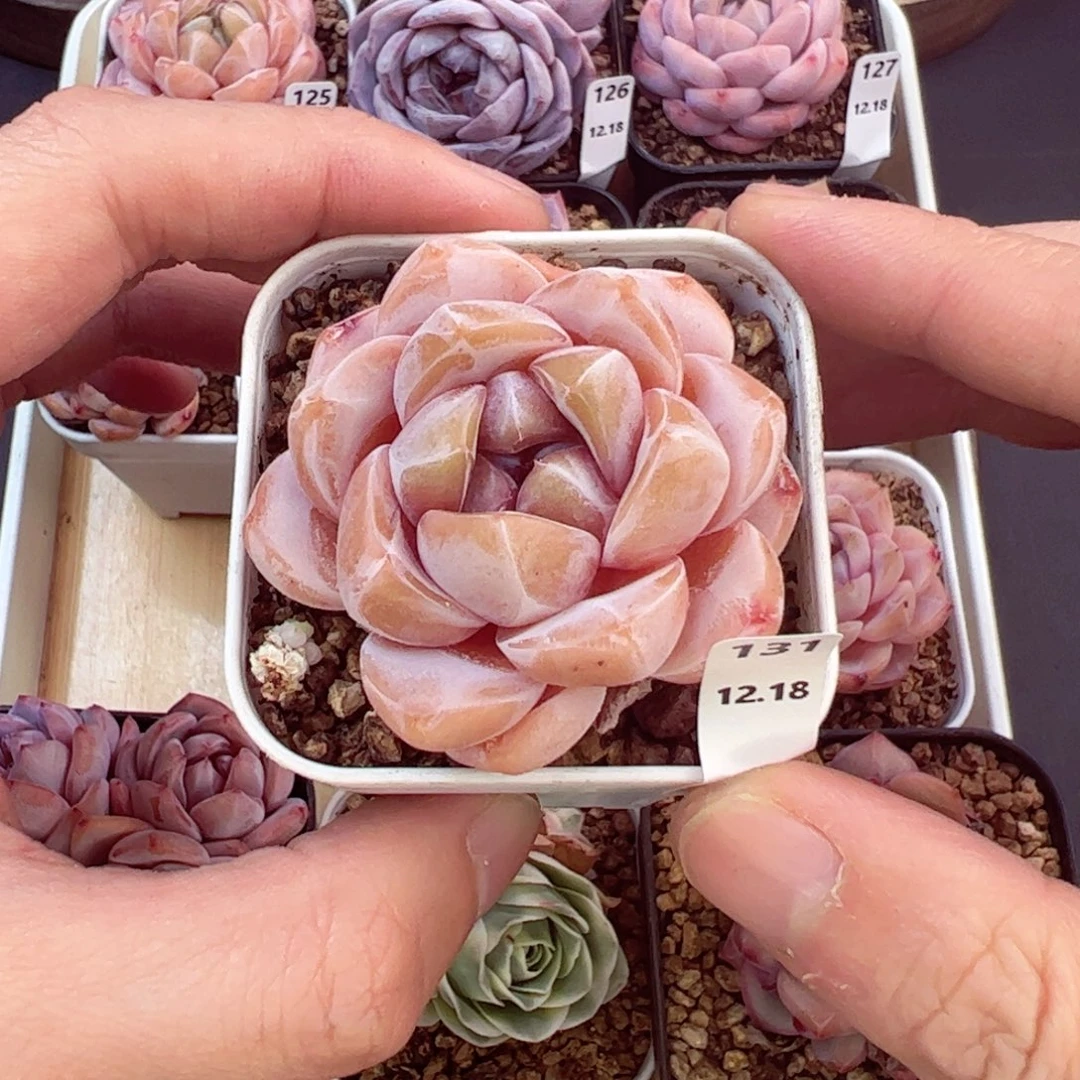 好好看131、哈哈哈哈