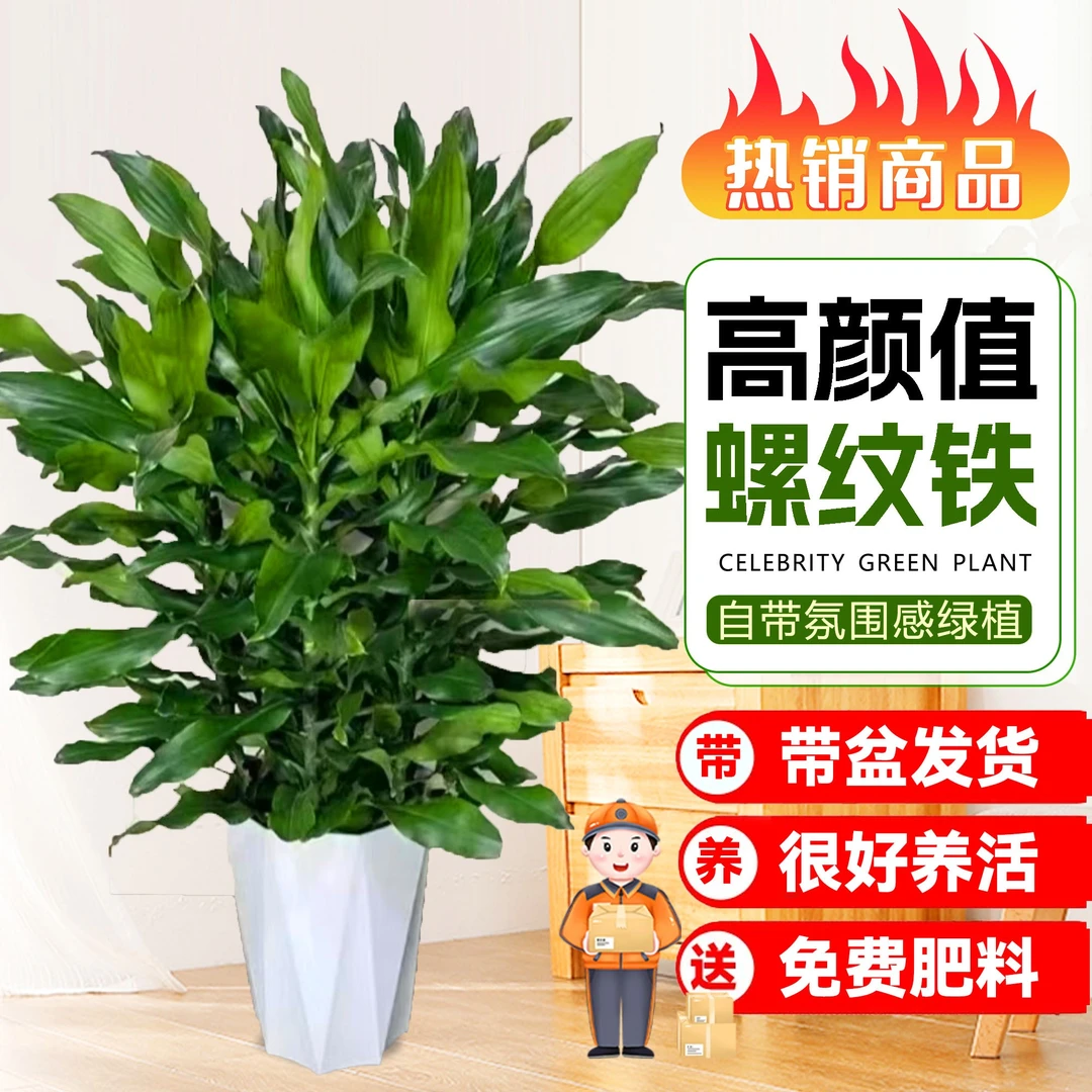 【时来运转】1.2-1.4米螺纹铁绿植物花卉盆栽客厅室内【东西北地区】