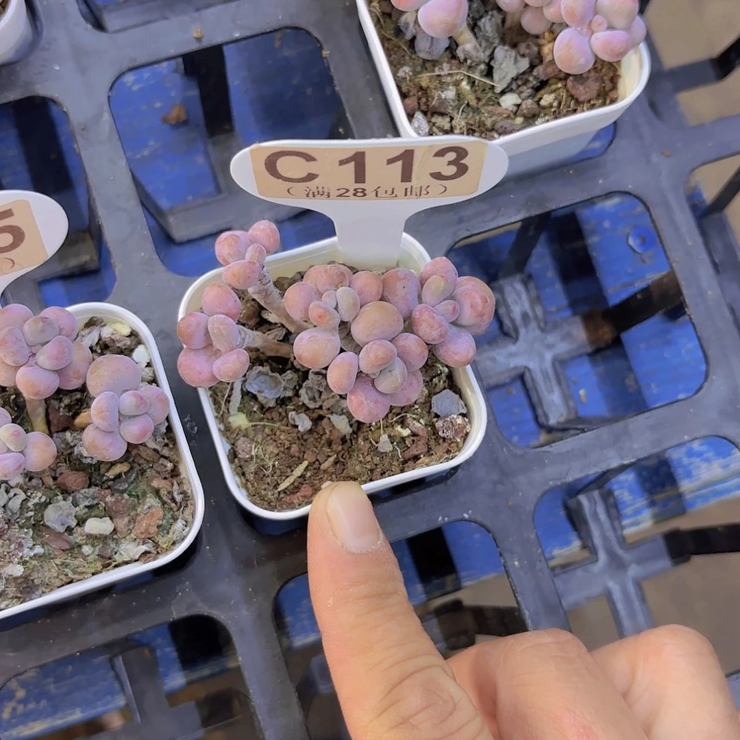 C113桃蛋一物一拍