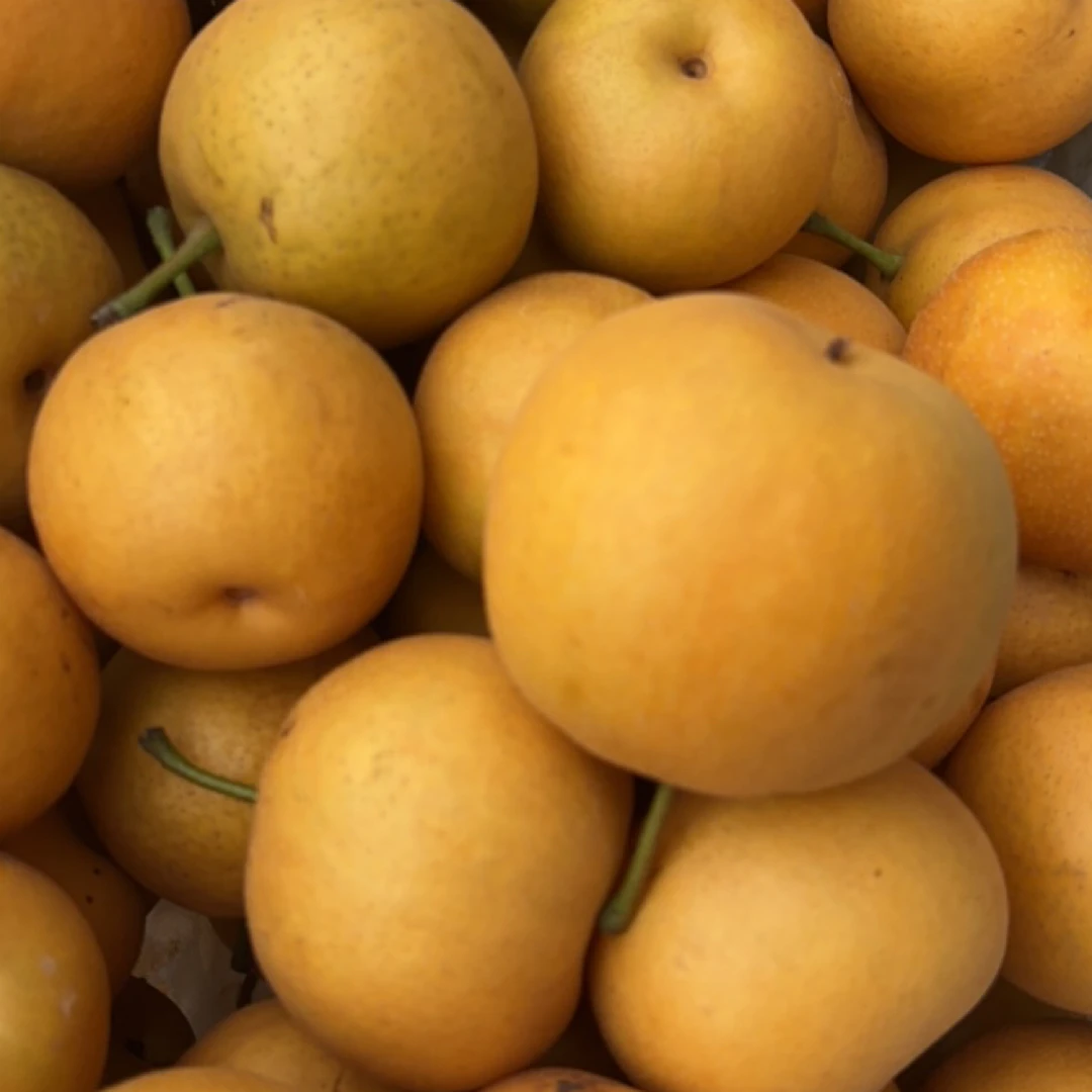 山东省圆黄梨4斤