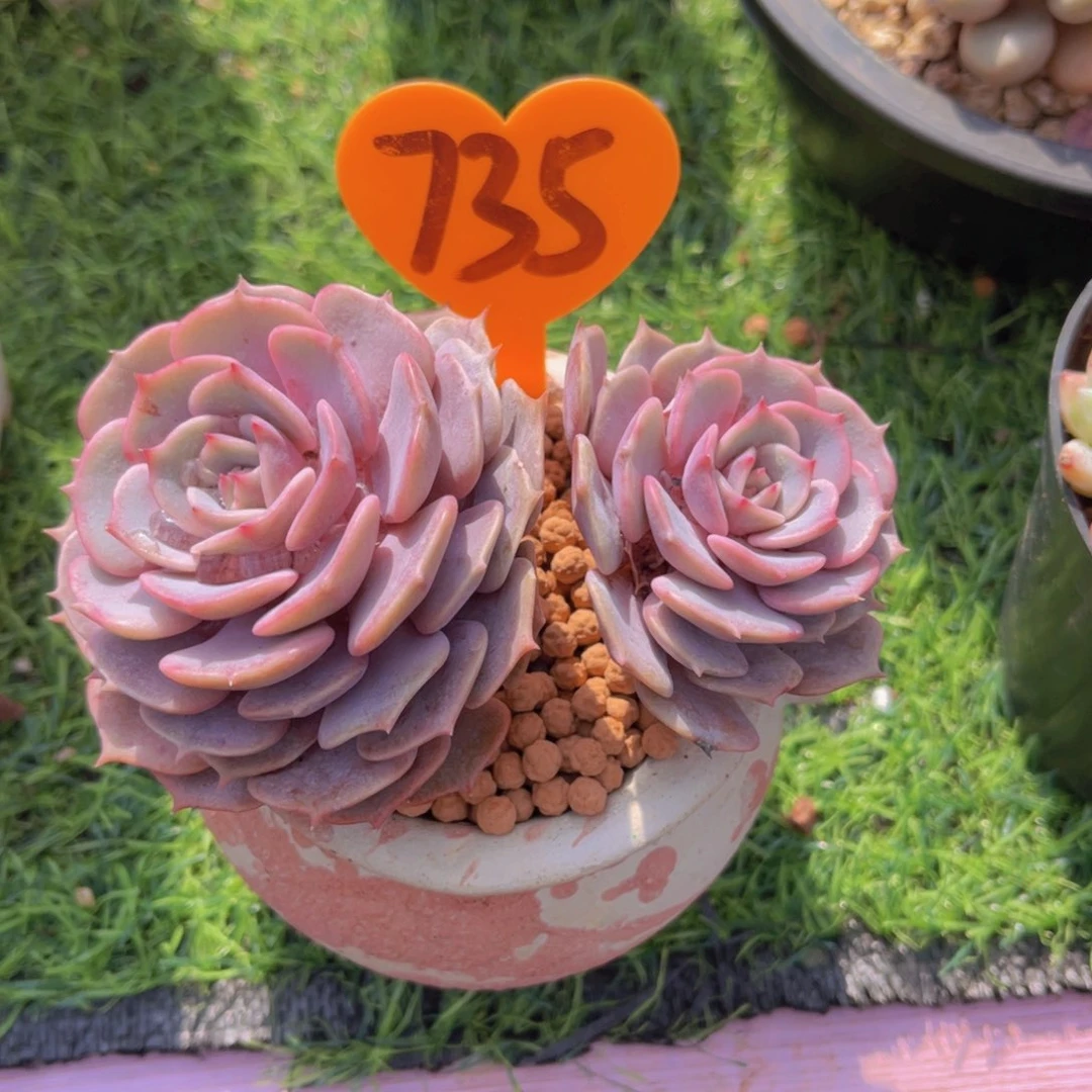 ❤️****735号多肉植物一物一拍