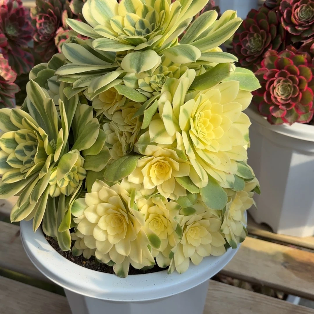 花好月又圆20250209