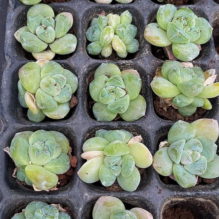 小珍妮冰玉1元带土发货