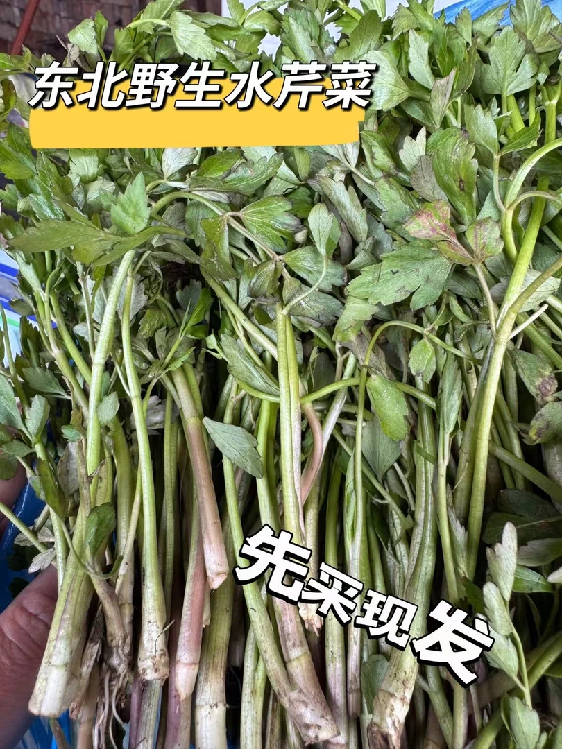 东北野生水芹菜现采现发包邮