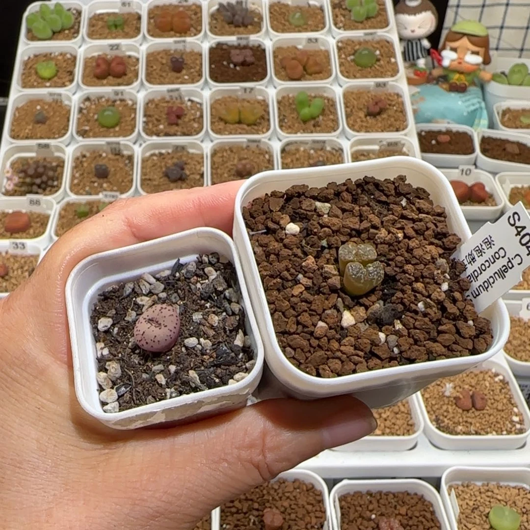 彦****肉锥多肉植物组合-1344