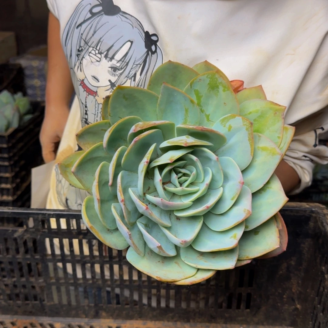 古***胡血凤 一颗 不包损48号