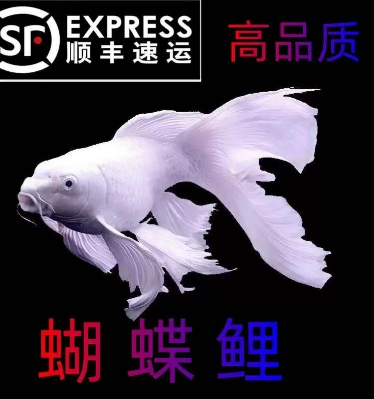 新疆包邮 球体蝴蝶鲤 常温饲养 皮实好养
