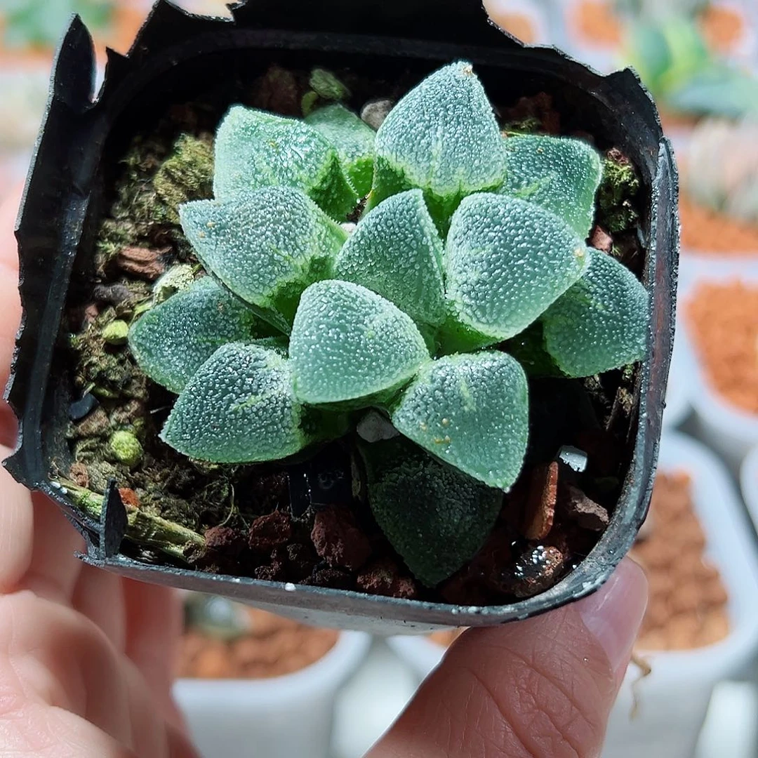 十二卷多肉冰钻1