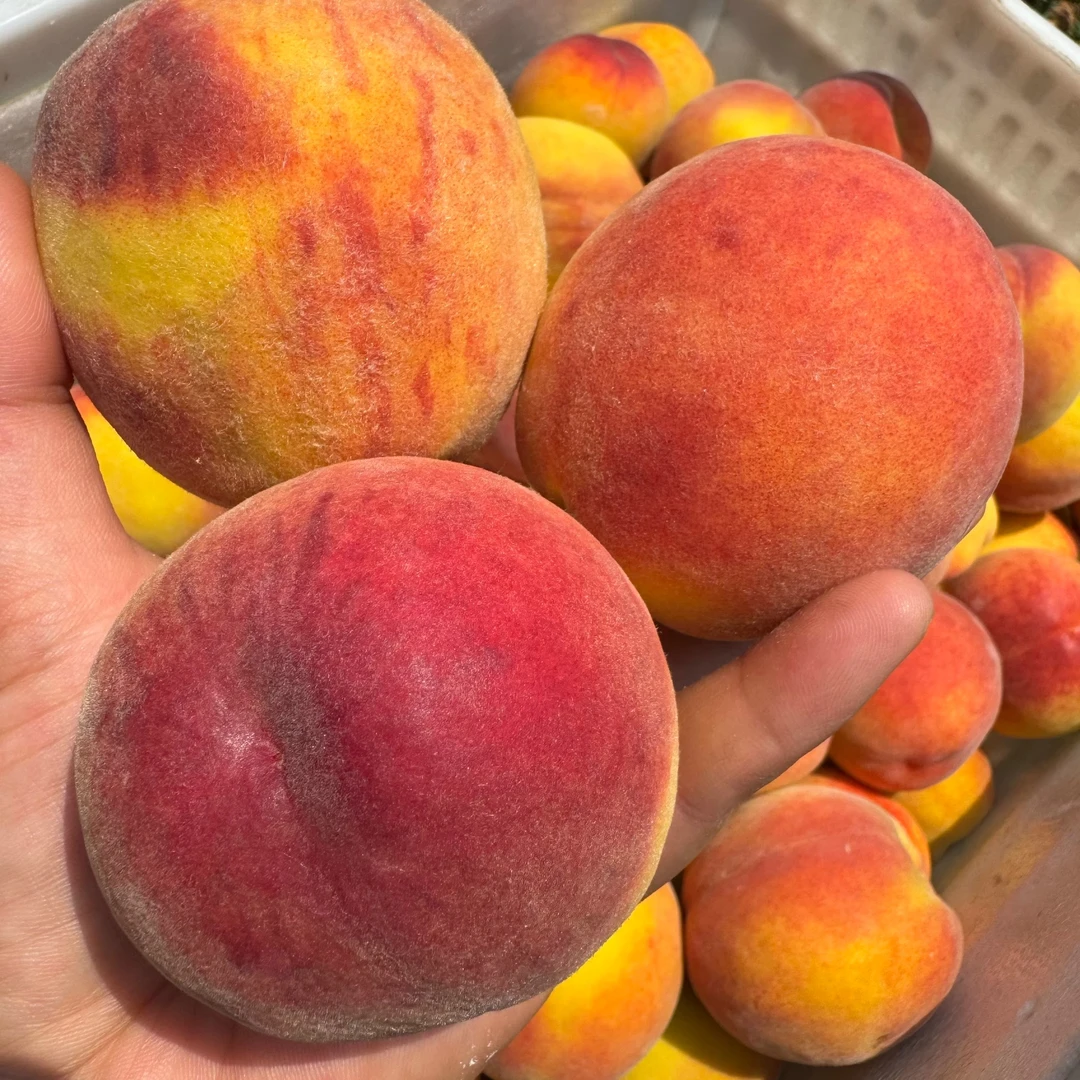 【蒙阴红蜜】山东正宗蒙阴蜜桃红皮黄肉次日达当季新鲜水果新鲜采摘脆甜毛桃包邮桃子同城送山东省