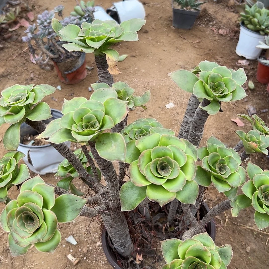 阮***乔多肉植物大绿玫瑰群