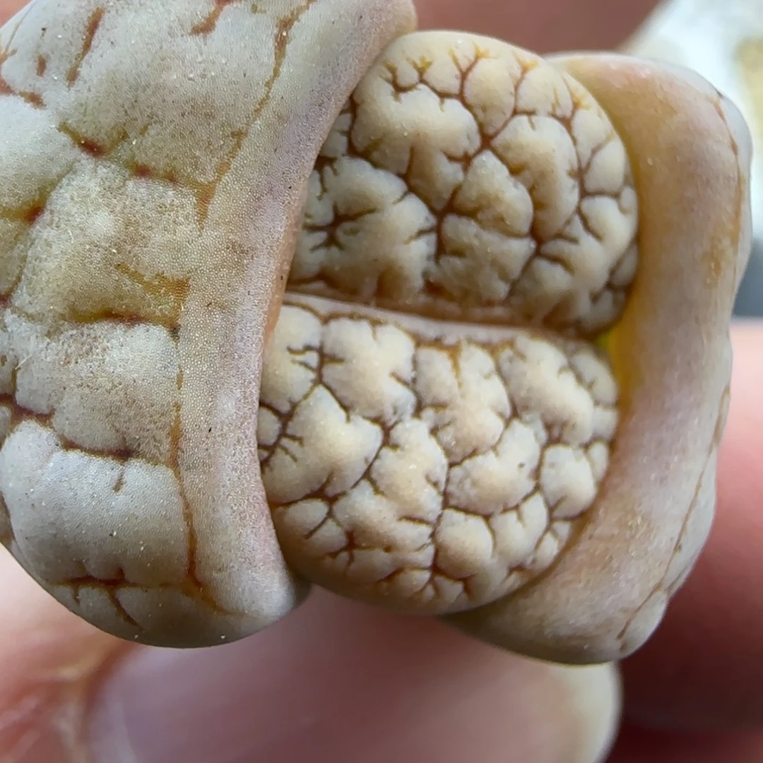 荒189清框福利30包邮