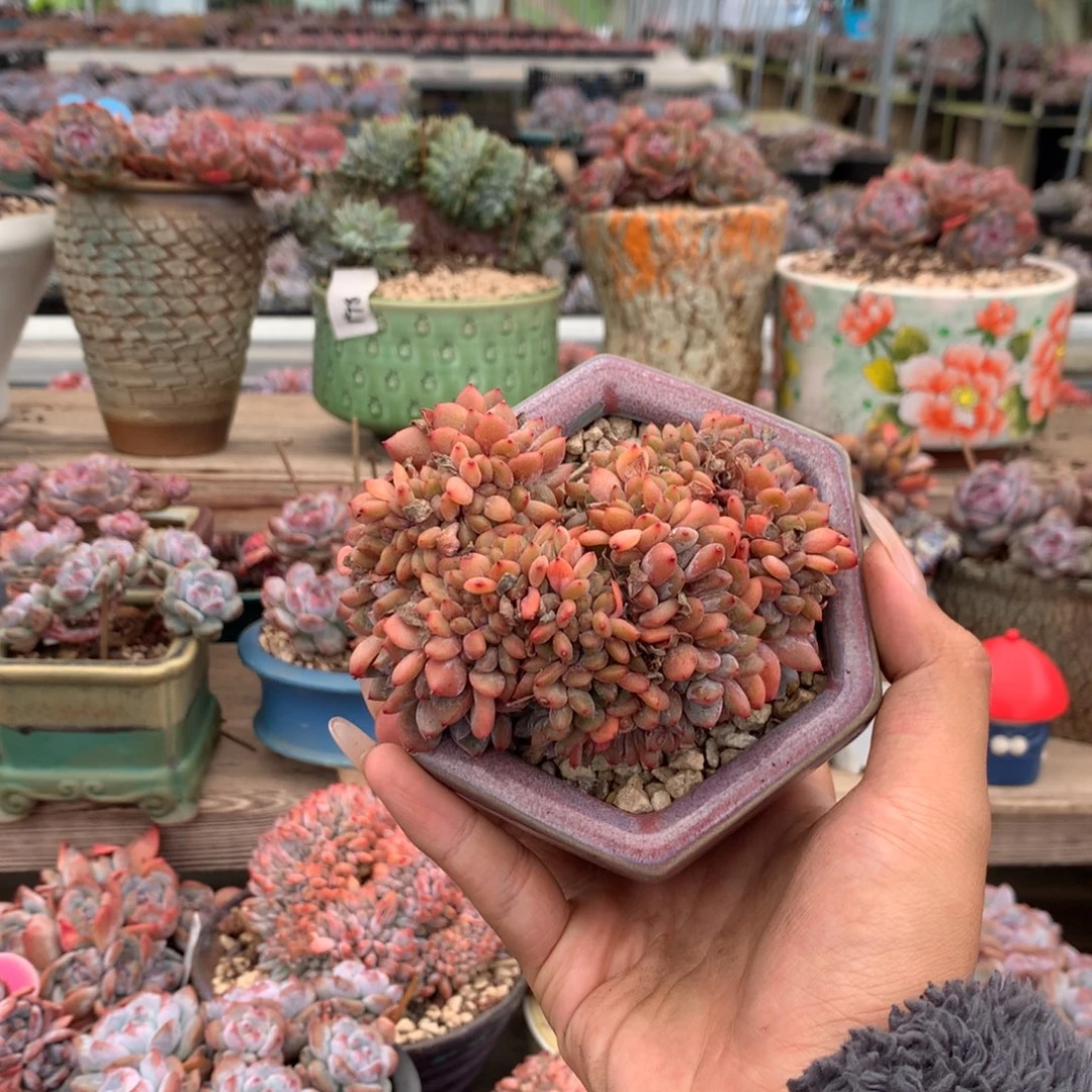 石榴籽高板缀化花花
