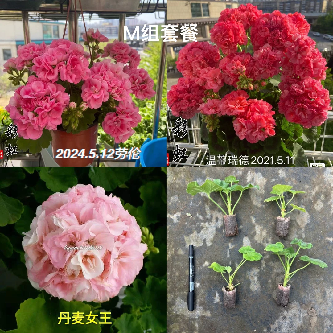 [M组套餐小苗]3颗天竺葵小苗包对版