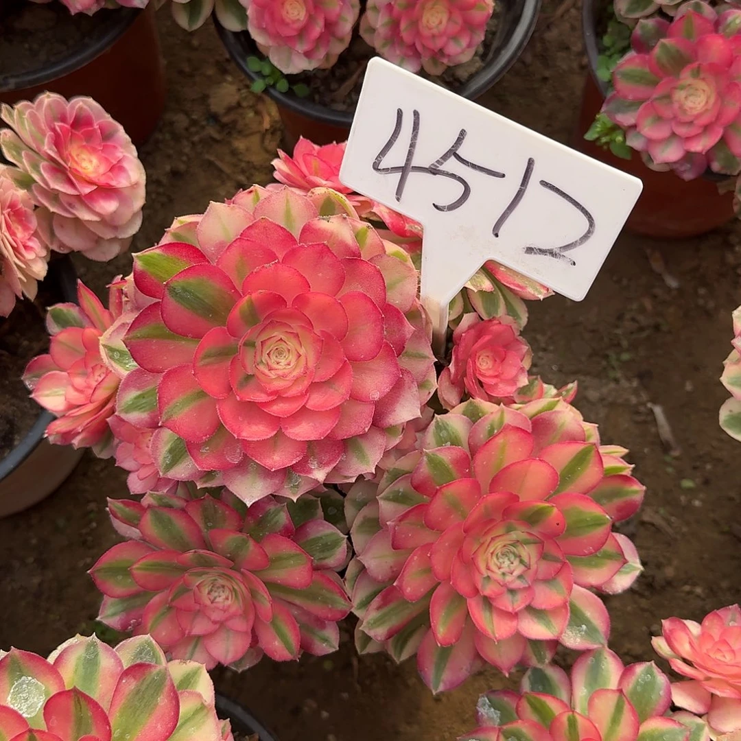 4512倾城多肉法师多肉