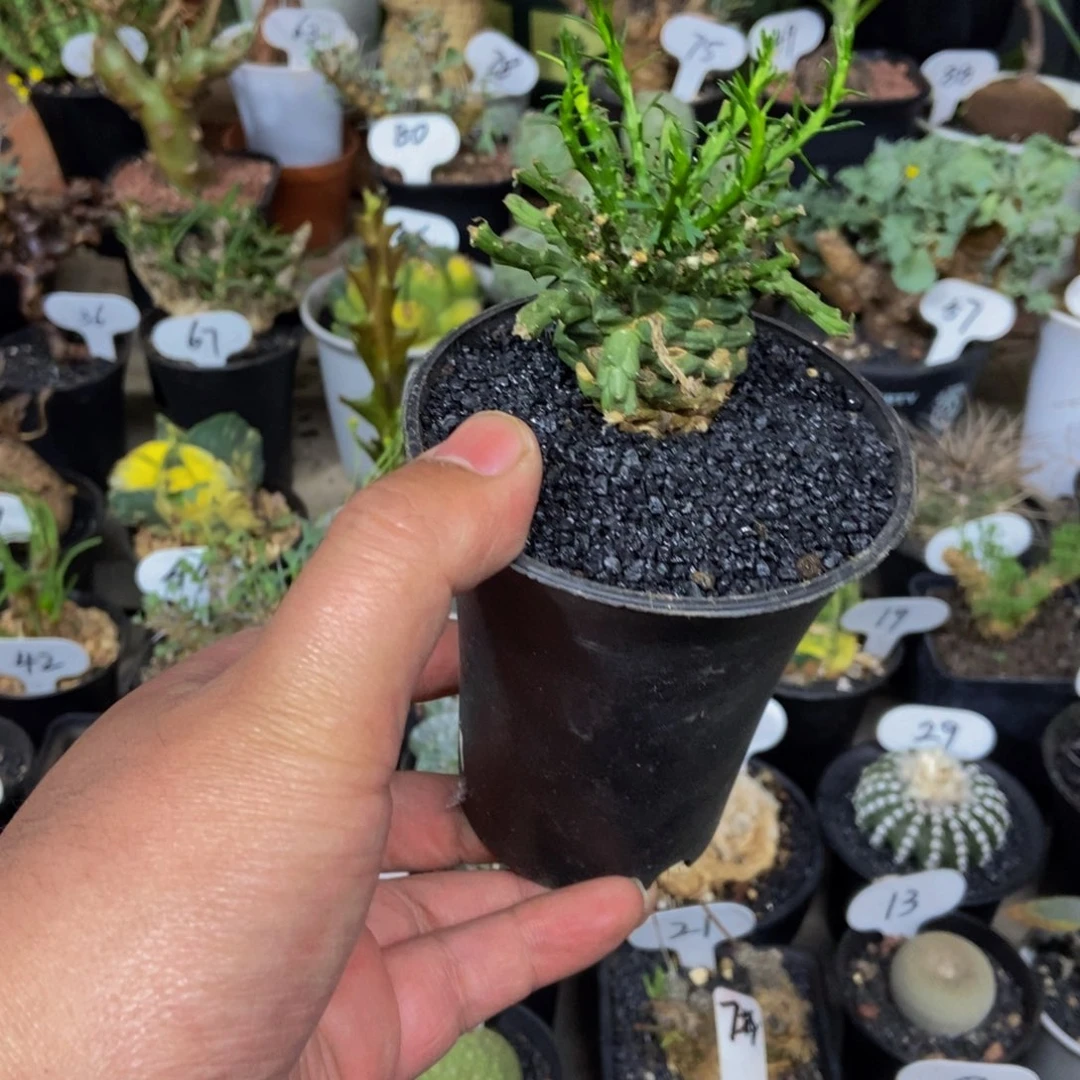 孔雀丸一个一物一拍