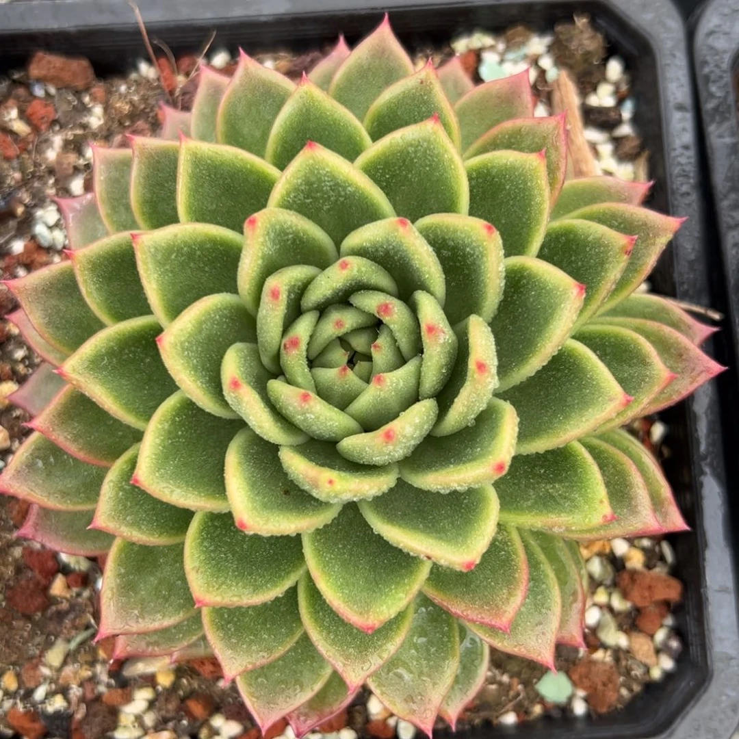 多肉植物一物一拍049