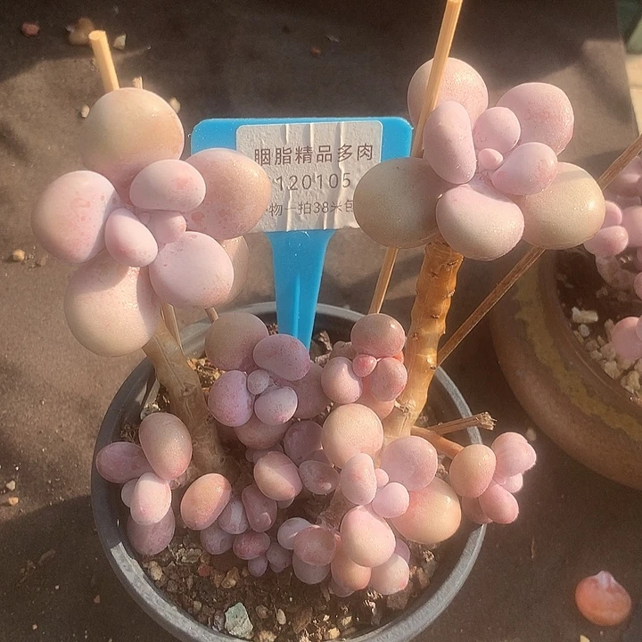 120105，哦舞台咯我咯装修