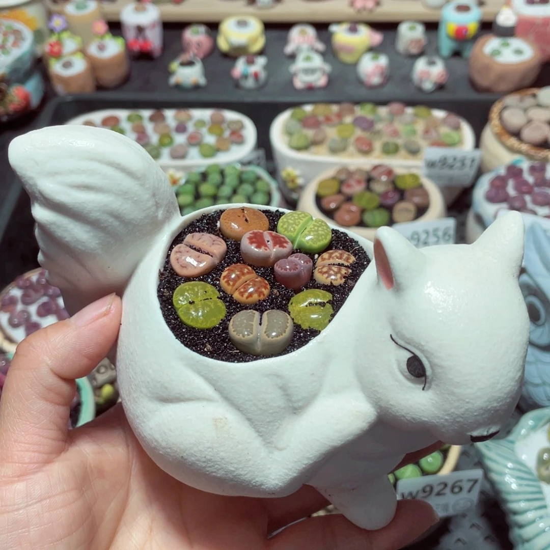 w9270 带盆土发货-零下地区拍保温箱