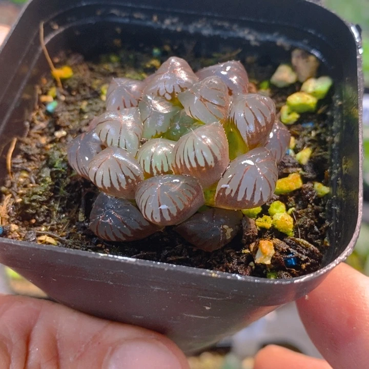 紫冰灯玉露一物一拍