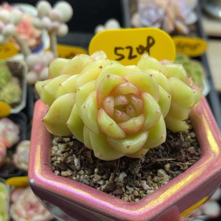 母本玉芷珍妮群5209