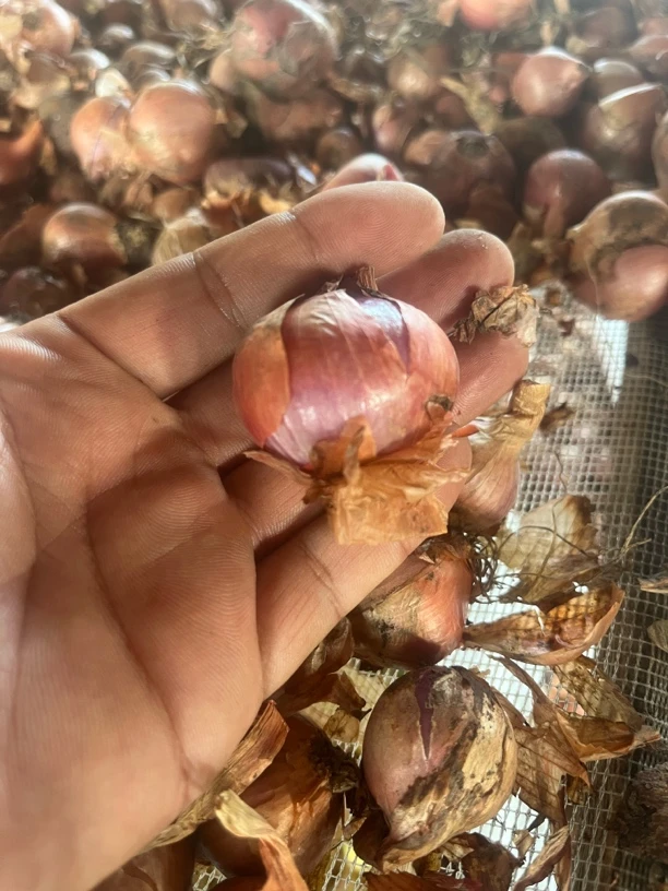 东北特产小园笨毛葱