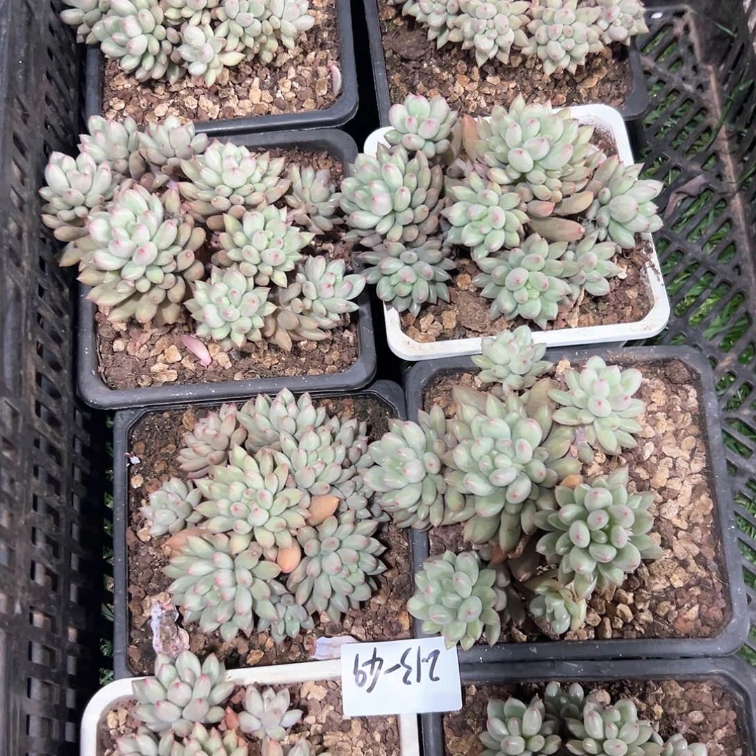 213-49岩字多头多肉随机