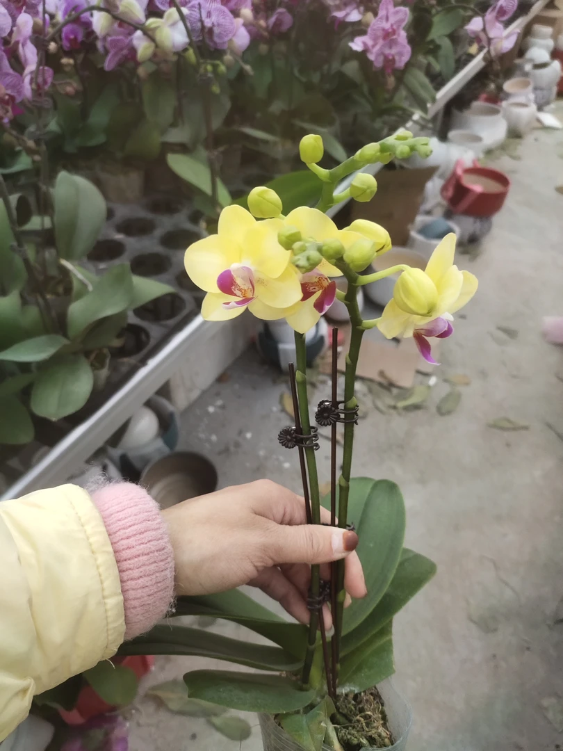 精品蝴蝶兰蜡质花金马