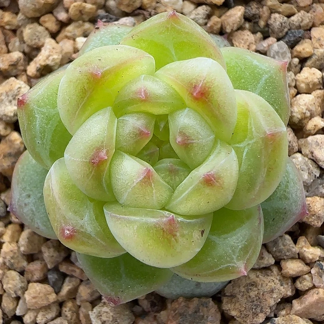 【满29包邮非偏远】224珍妮三公分