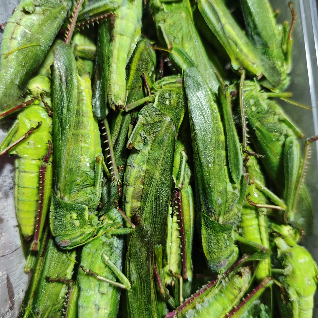 母棉蝗 母蹬倒山 油蚂 蚱新鲜速冻母大绿棉蝗蹬倒山干净食材