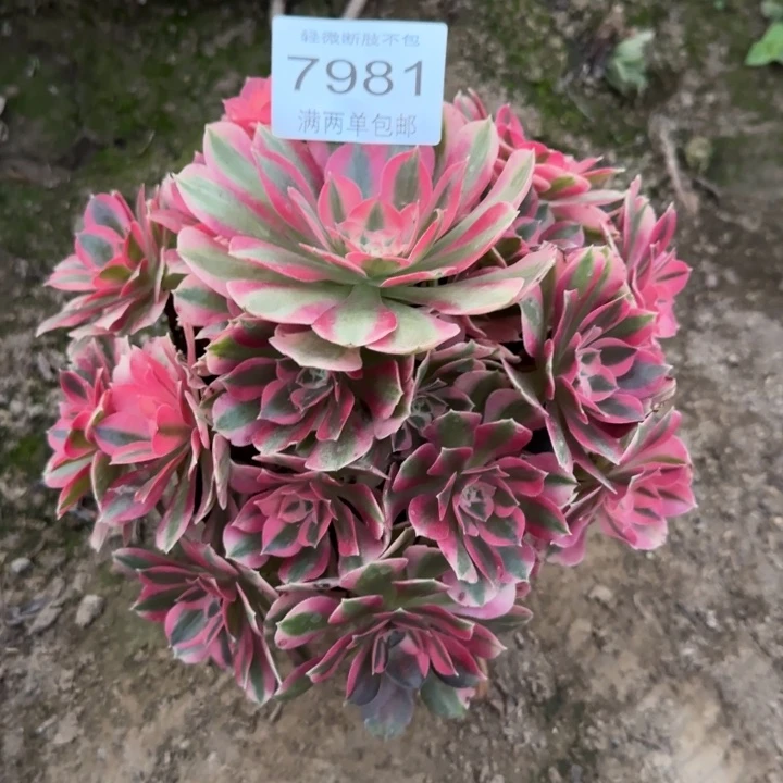 7981女巫多肉植物