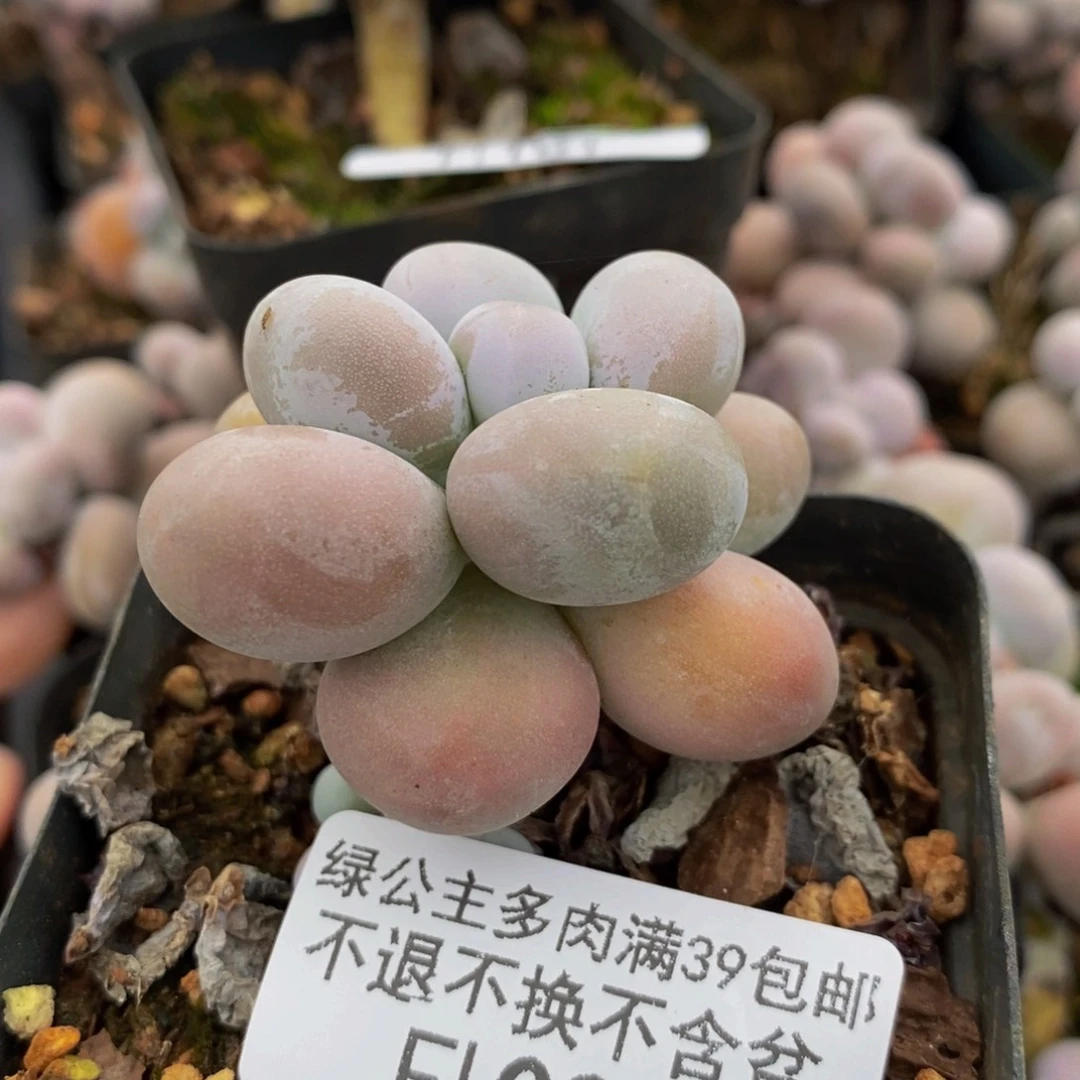 099 芭比奶奶酪4厘米