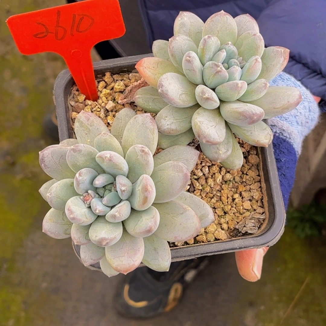 @***衿2610号上午多肉植物群生多肉植物