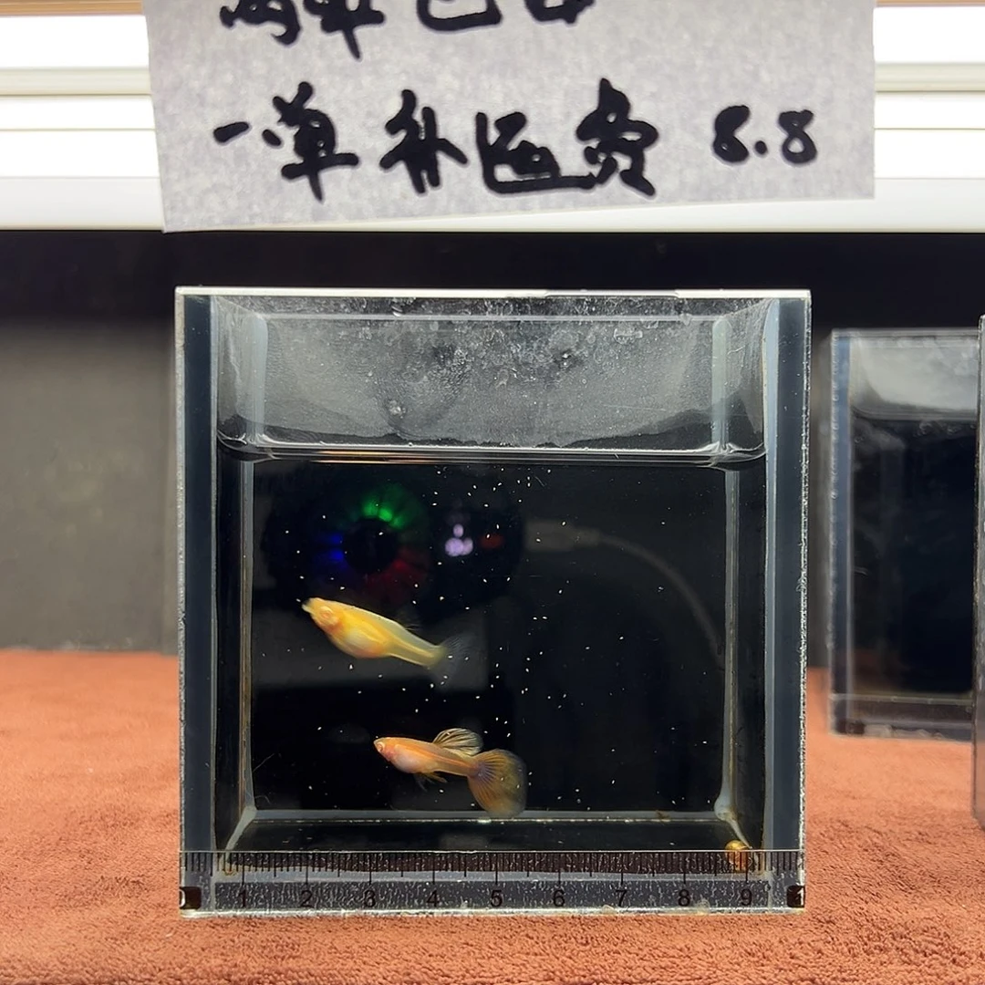 孔雀鱼金粉孔雀鱼一对