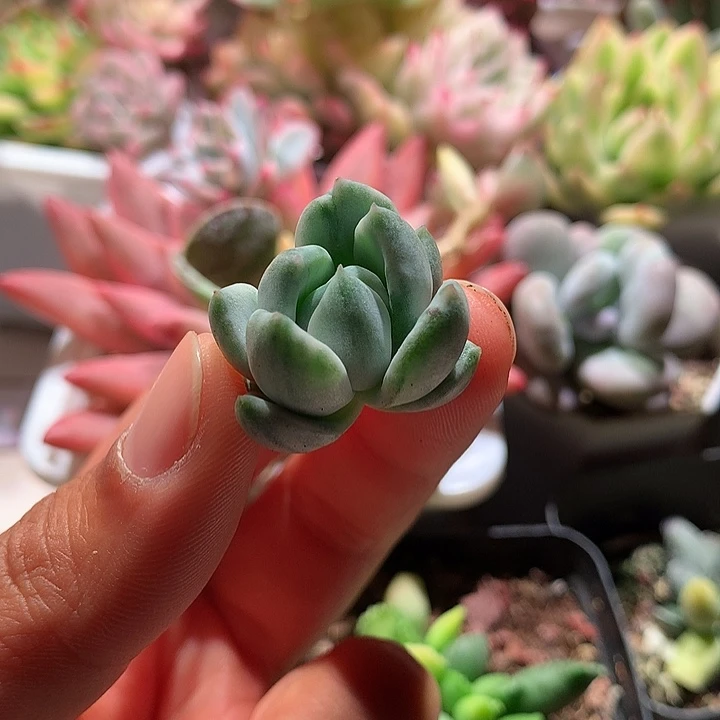 女美月锦锦锦侧芽