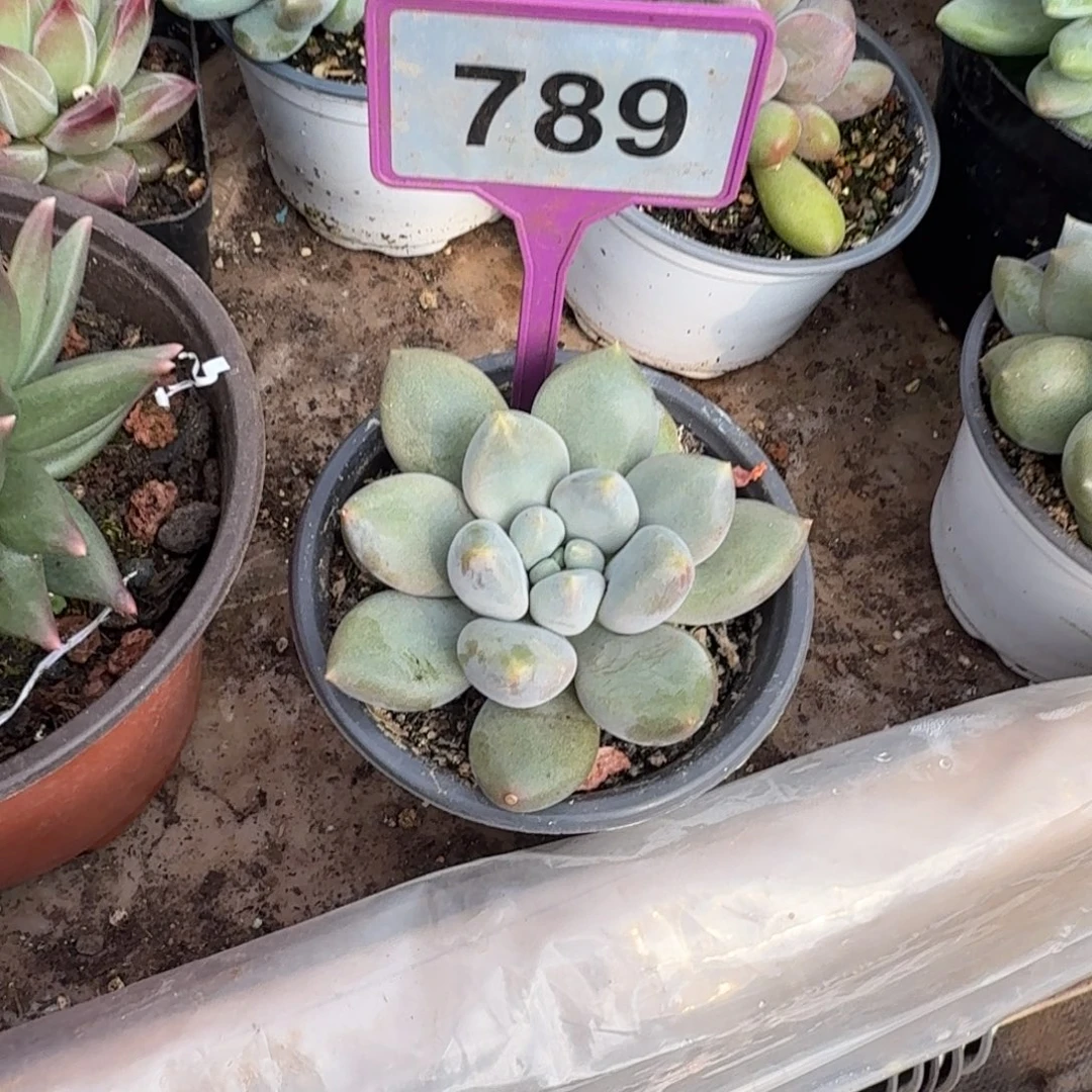 贝***贝多肉植物胖哥特789