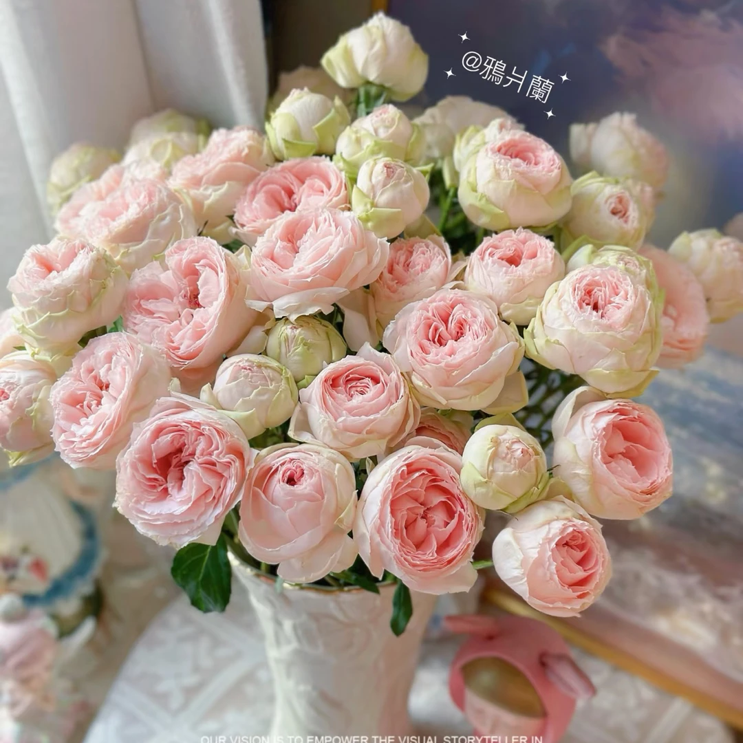 「嘤嘤怪鲜花」玫瑰宝贝变色龙玫瑰云南直发顺丰包邮