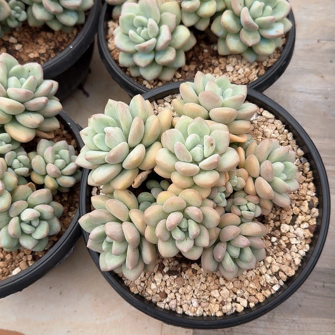 泡泡糖整无砍精控老桩