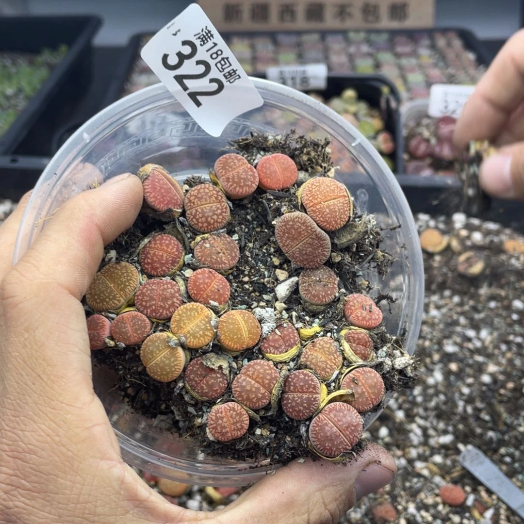 红陶小*芝00000000000000322