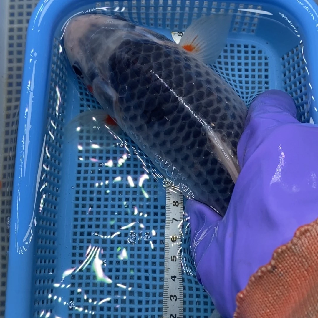 锦鲤冷水锦鲤包邮