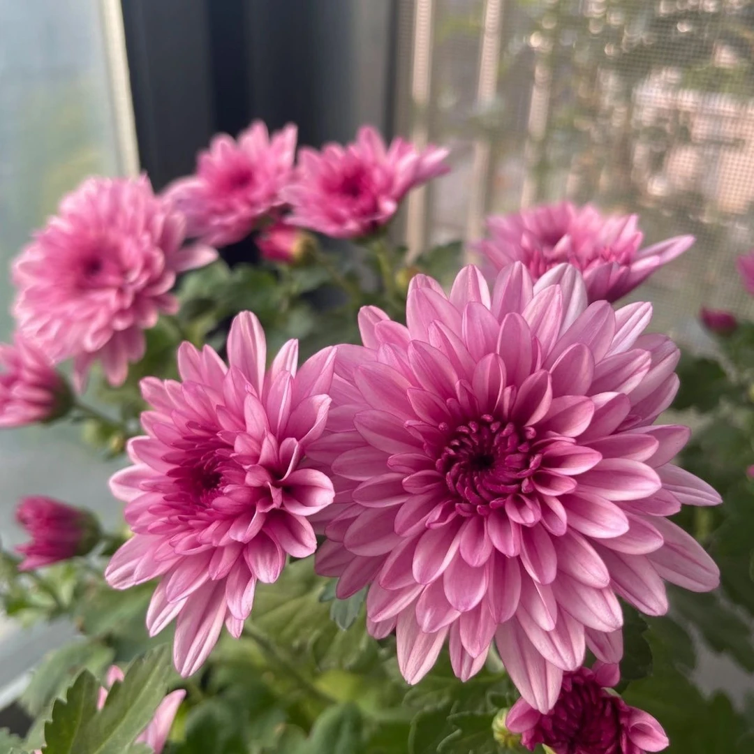 紫粉色四季荷兰菊盆栽带花苞发货四季开花耐寒耐热阳台庭院花卉