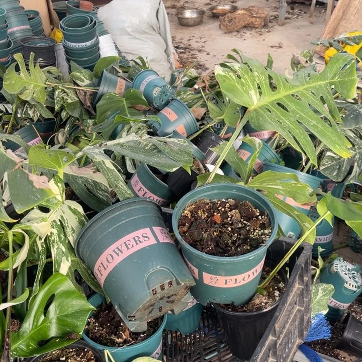 无花朵3棵无芽点需赌芽无售后白龟