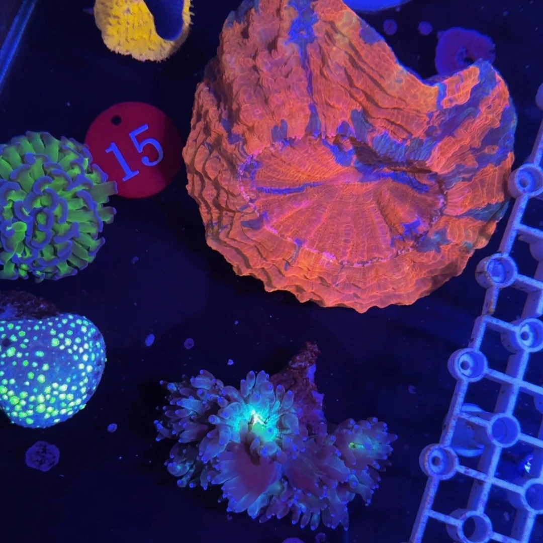 一***鱼万鱼来朝海水观赏