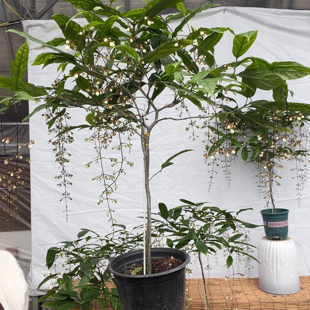 无花朵垂丝茉莉泰国长花序