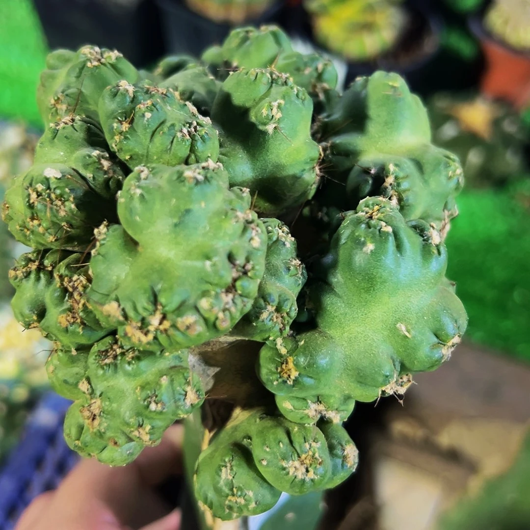 无花朵福利紫金罗汉339