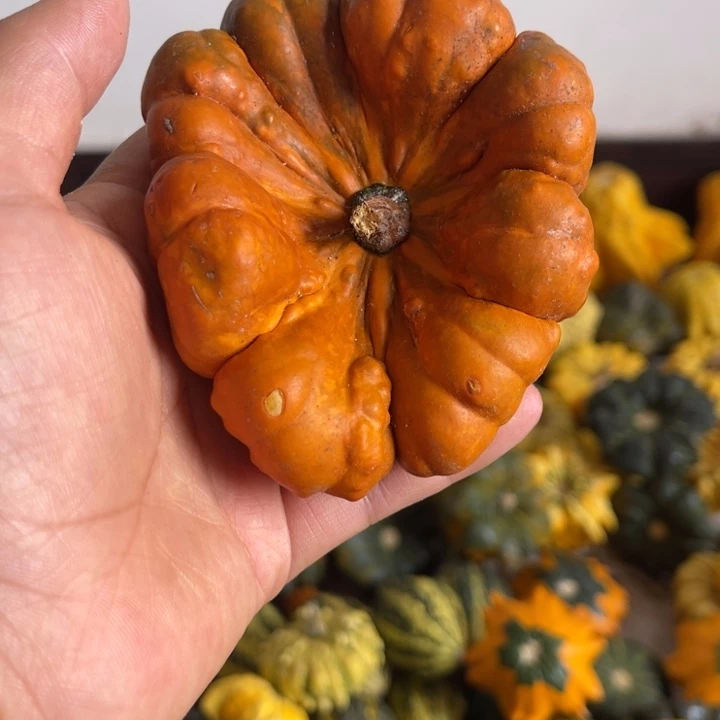 葫**主1青皮葫芦公主