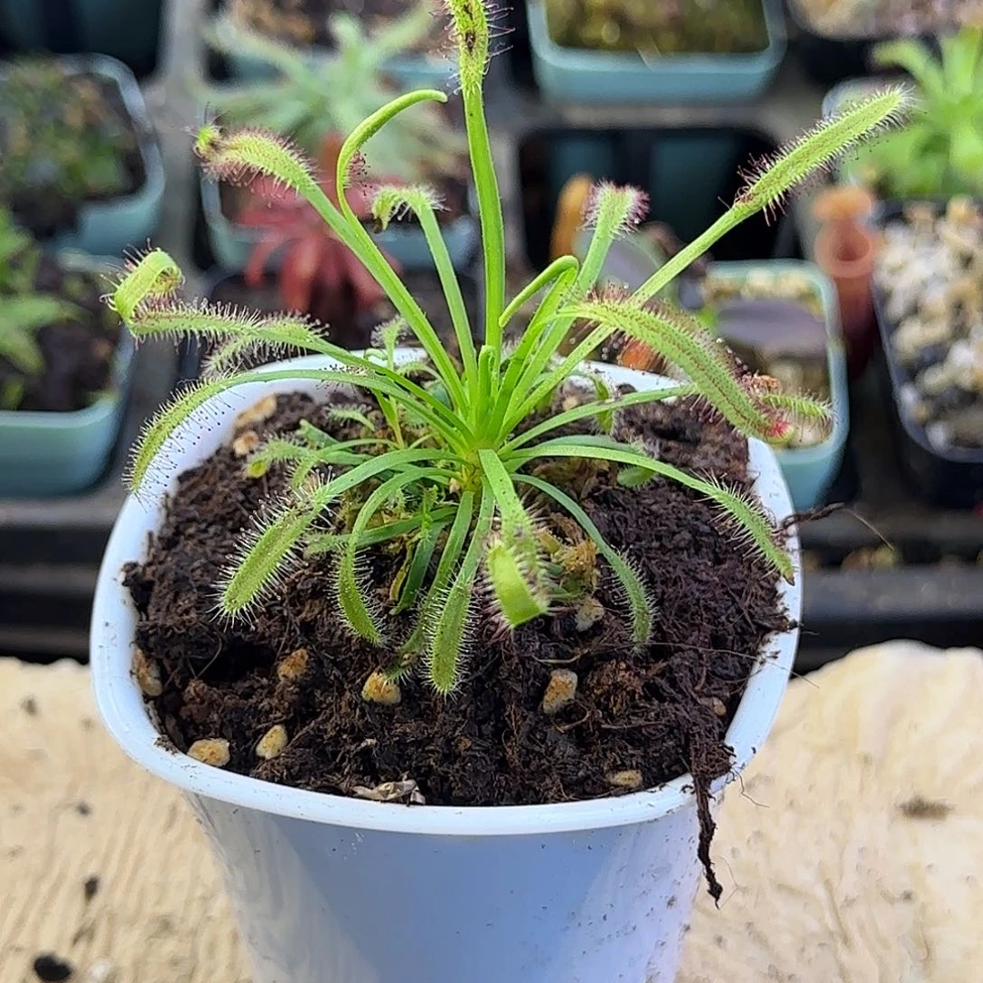 无花朵好望角茅膏菜