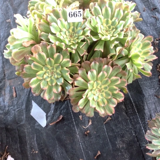 水**清多肉植物佳丽665