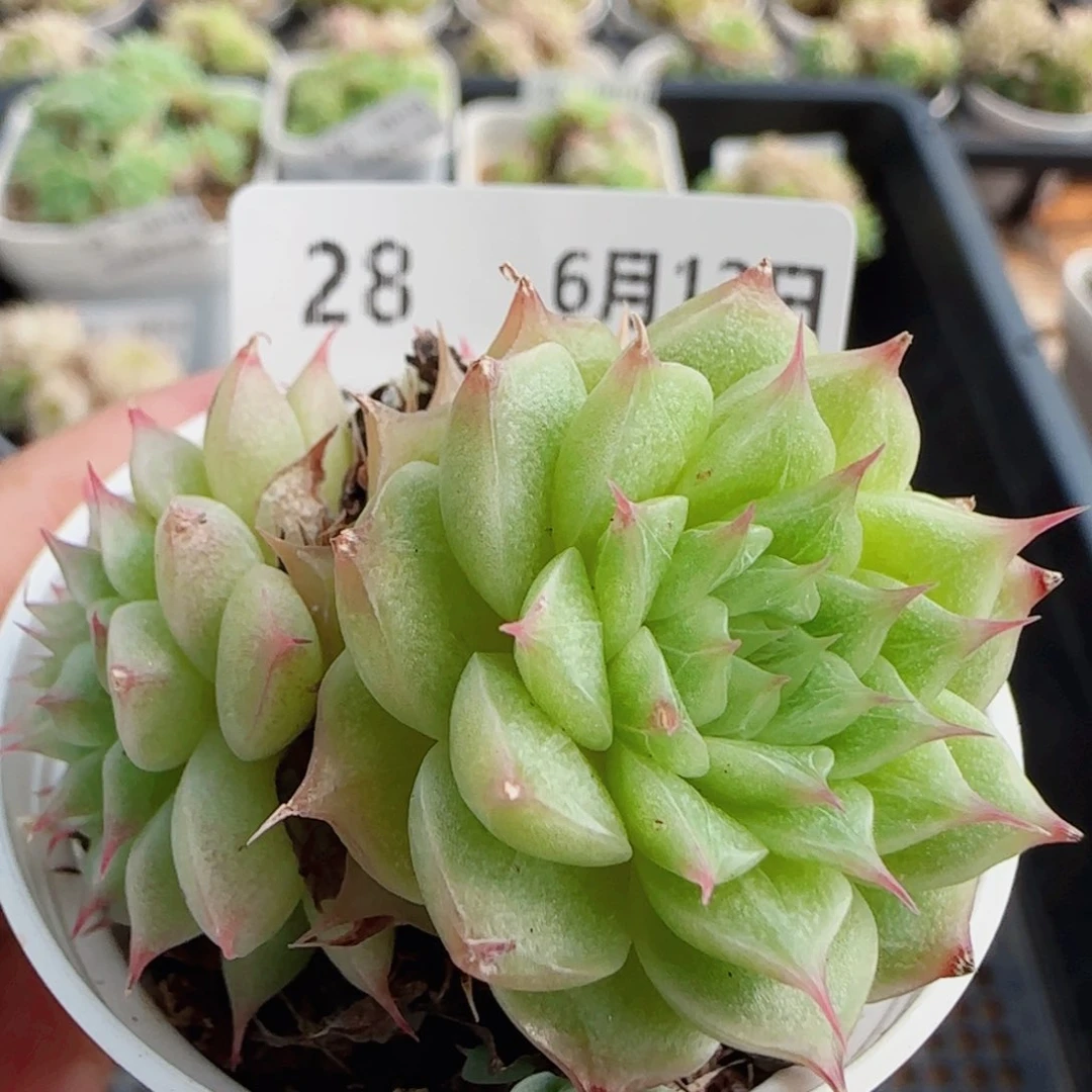 花语逸镜0612-28散