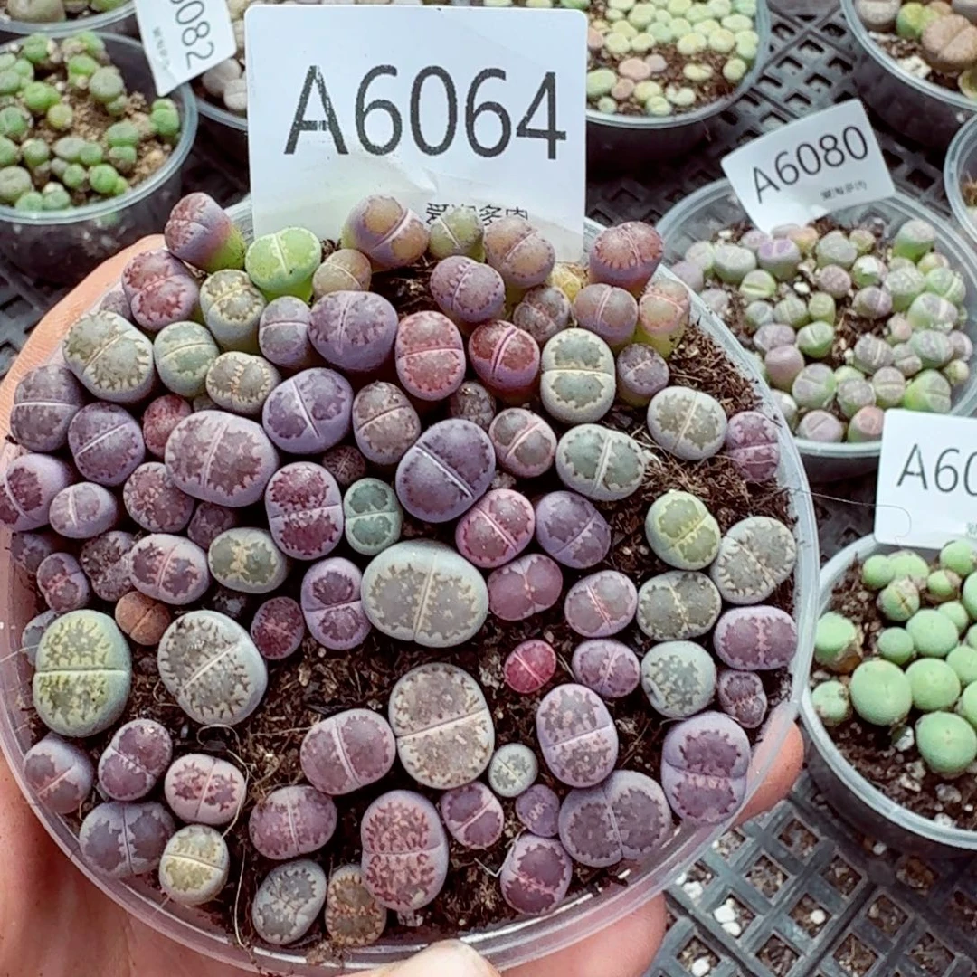 6064—生石花 生石花