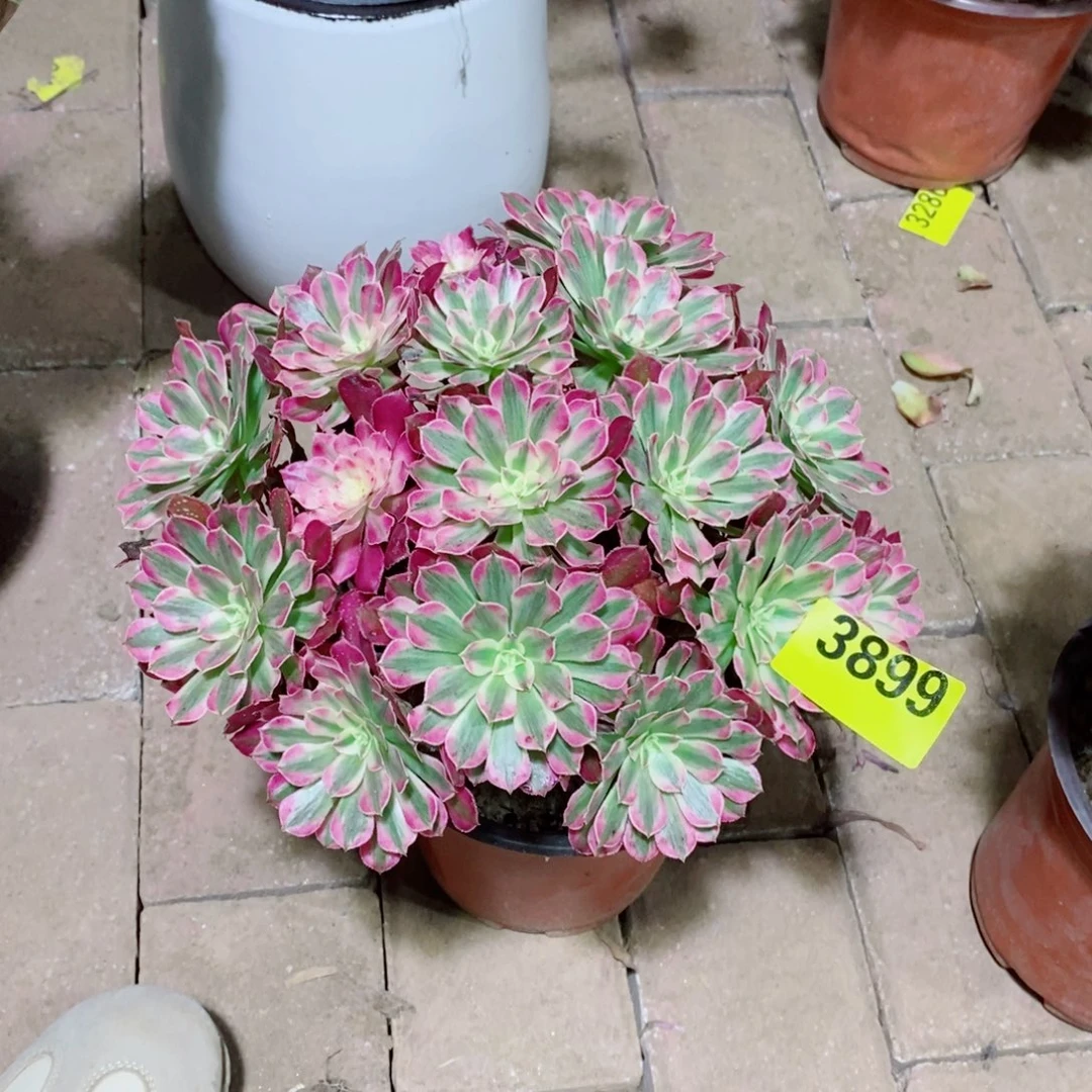 红同白丛林多肉法师3899